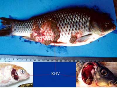 Các biện pháp phòng trị bệnh xuất huyết mùa xuân ở cá chép, bệnh xuất huyết ở cá chép