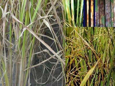 Các biện pháp phòng trừ bệnh khô vằn trên lúa