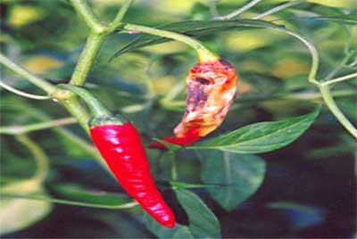 Các biện pháp phòng trừ một số sâu bệnh hại cây ớt, Phòng trừ bệnh Thán thư ở cây ớt 