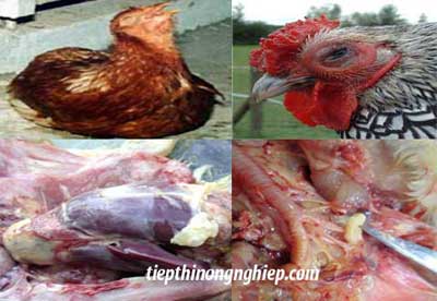 Các biện pháp phòng và trị bệnh hen ở gà