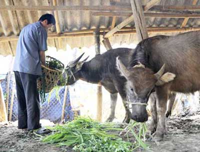 cac giai phap khoi phuc chan nuoi sau ret, Các giải pháp khôi phục chăn nuôi sau rét