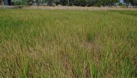 Các giải pháp trồng lúa trên đất mặn