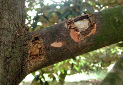Các phòng trị bệnh thường gặp trên cây sầu riêng, Bệnh xì mủ ở cây sầu riêng