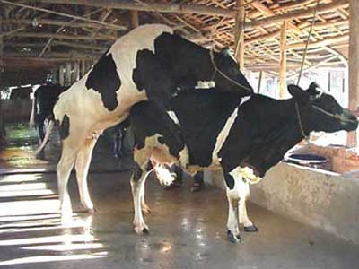 Các phương pháp phối giống bò sữa, kỹ thuật phối giống cho bò sữa