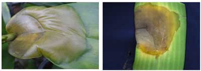 Cách phòng trừ bệnh một số bệnh thường gặp ở cây hoa lan