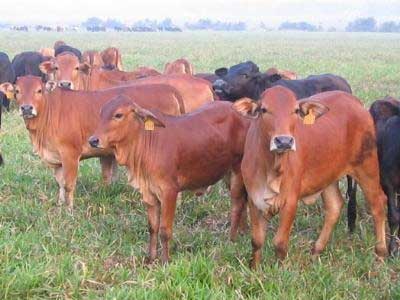 Chuyên cung cấp thịt bò tơ - bê thui củ chi nguyên con tươi sống, trang trại be thui cu chi