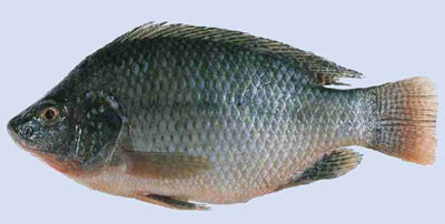 cung cấp cá rô phi Đài Loan (Oreochromis niloticus)