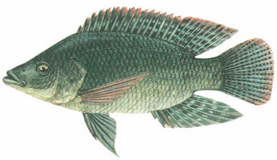 cung cấp giống Cá rô phi đen (Oreochromis mossambicus)