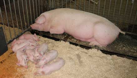 trang trại sản xuất lợn giống Landrace, heo Landrace nuôi con, cung cấp heo giống heo Landrace, cung cấp lợn đực Landrace