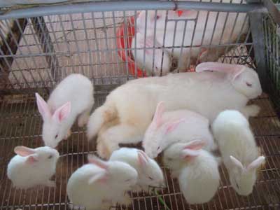 Đặc điểm sinh lý và khả năng sản xuất của Thỏ (Cẩm nang chăn nuôi thỏ Phần 1)