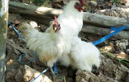 Giới thiệu một số giống gà đang được nuôi ở nước ta, cung cấp giống gà ác