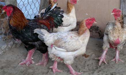 Giới thiệu một số giống gà đang được nuôi ở nước ta, cung cấp giống gà đông tảo