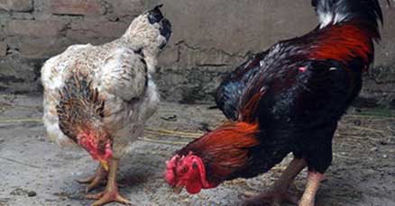 Giới thiệu một số giống gà đang được nuôi ở nước ta, cung cấp giống gà hồ