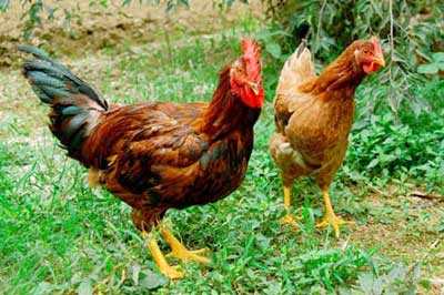 Giới thiệu một số giống gà đang được nuôi ở nước ta, cung cấp giống gà mía