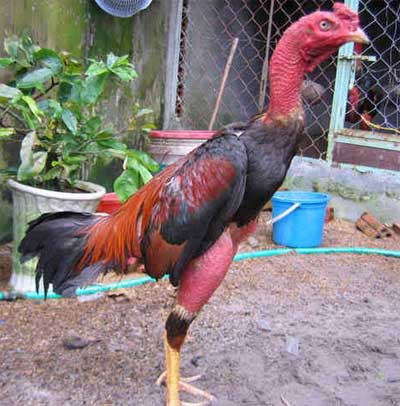 Giới thiệu một số giống gà đang được nuôi ở nước ta, cung cấp giống gà đá