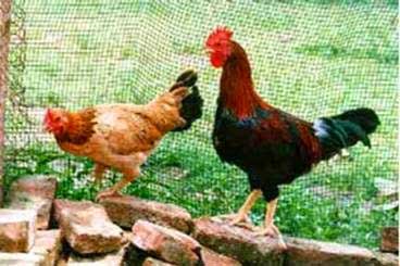 giống gà ri, Giới thiệu một số giống gà đang được nuôi ở nước ta