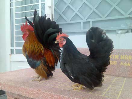 Giới thiệu một số giống gà đang được nuôi ở nước ta, cung cấp gà tre thuần chủng