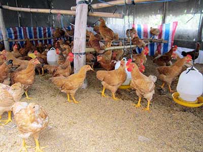 Giới thiệu quy trình chăn nuôi gà an toàn