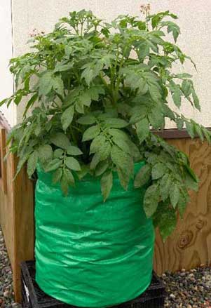 Kỹ thuật trồng khoai tây trong túi đơn giản cho hiệu quả cao, Hướng dẫn cách trồng khoai tây trong túi đơn giản cực sai củ