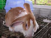 Hướng dẫn kỹ thuật chăm sóc và nuôi dưỡng thỏ nuôi (Cẩm nang chăn nuôi thỏ Phần 5)