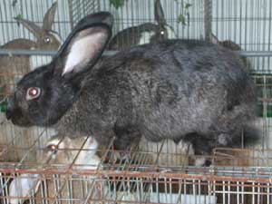 Hướng dẫn kỹ thuật chăm sóc và nuôi dưỡng thỏ nuôi (Cẩm nang chăn nuôi thỏ Phần 5)
