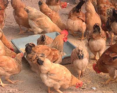 Hướng dẫn kỹ thuật chăn nuôi gà Ri Lai, cung cấp con giống gà ri vàng rơm