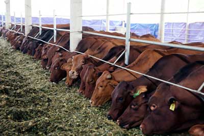 Hướng dẫn kỹ thuật chăn nuôi trâu bò thịt