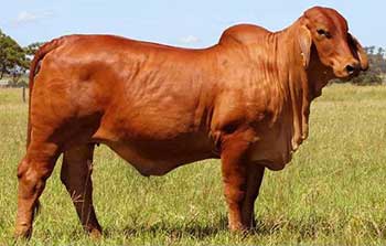 Bò cái giống khỏe mạnh có khả năng sinh sản tốt, Hướng dẫn kỹ thuật nuôi bò sinh sản và bê lai
