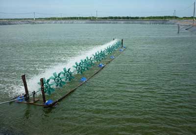Hướng dẫn kỹ thuật nuôi tôm nước lợ thâm canh - bán thâm canh hạn chế bệnh dịch