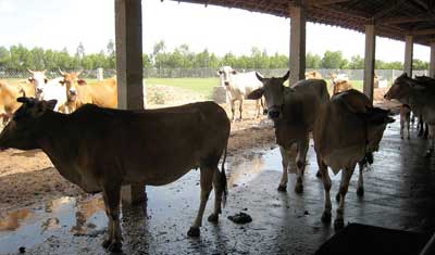 Hướng dẫn kỹ thuật thiết kế xây dựng chuồng trại chăn nuôi bò thịt, sân vận động cho bò thịt