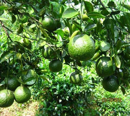 Hướng dẫn kỹ Thuật trồng cam sành hạn chế bệnh Greening