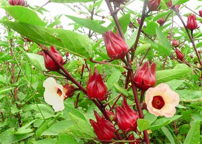 Hướng dẫn kỹ thuật trồng cây hoa Atiso