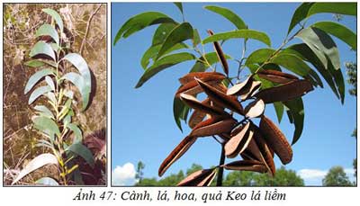 Hướng dẫn kỹ thuật trồng cây Keo lá liềm, cay Keo La Liem