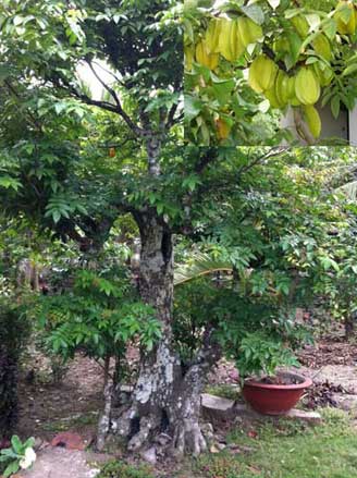 Hướng dẫn kỹ thuật trồng cây khế và công dụng của trái khế