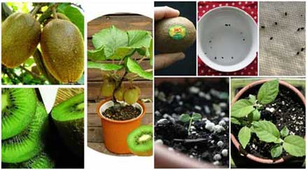 Hướng dẫn kỹ thuật trồng cây kiwi tại nhà