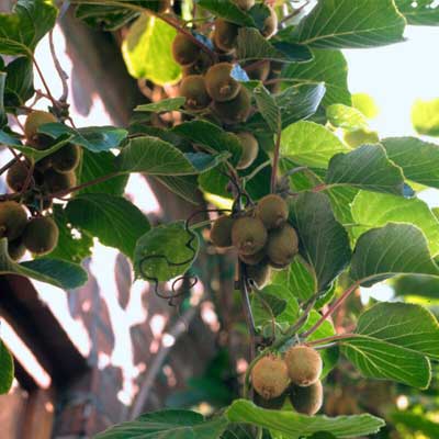 Hướng dẫn kỹ thuật trồng cây kiwi tại nhà