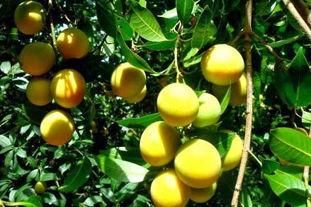 Hướng dẫn kỹ thuật trồng cây Thanh Trà