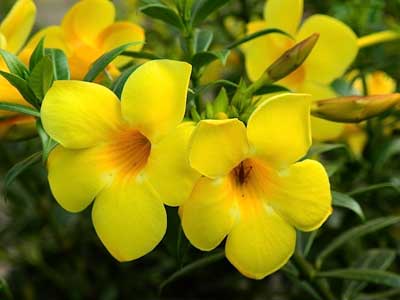 Hướng dẫn kỹ thuật trồng chăm sóc hoa Hoàng Anh, hoa huỳnh anh