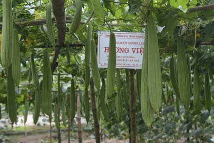 Hướng dẫn kỹ thuật trồng giống mướp lai F1 - Hương Việt