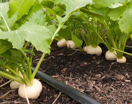 Hướng dẫn kỹ thuật trồng rau cải củ