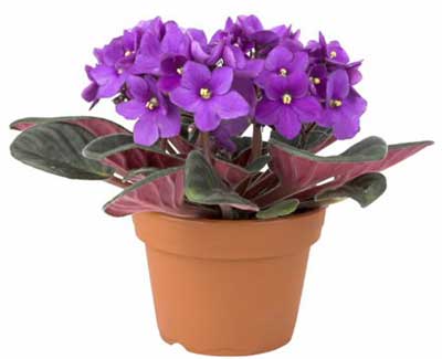 Hướng dẫn kỹ thuật trồng và chăm sóc cây hoa Violet