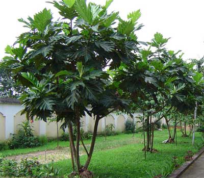 Bán cây Sa Kê, Hướng dẫn kỹ thuật trồng và chăm sóc cây Sa Kê