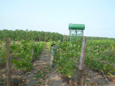 Hướng dẫn lắp đặt hệ thống tưới nhỏ giọt cho vườn cây ăn trái