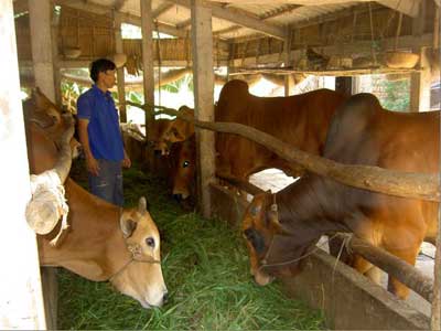 Hướng dẫn quy trình kỹ thuật chăn nuôi bò thịt hiệu quả đem lại lợi nhuận kinh tế cao.
