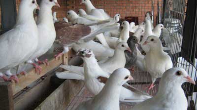 Hướng dẫn quy trình kỹ thuật nuôi chim bồ câu Pháp