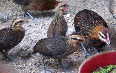 Hướng dẫn quy trình kỹ thuật nuôi gà rừng, cung cấp giống gà rừng con