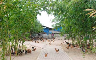 Hướng dẫn quy trình kỹ thuật nuôi gà thả vườn, kỹ thuật nuôi gà ta lấy thịt