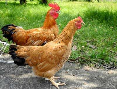 Hướng dẫn quy trình kỹ thuật nuôi gà thịt, gà tàu vàng