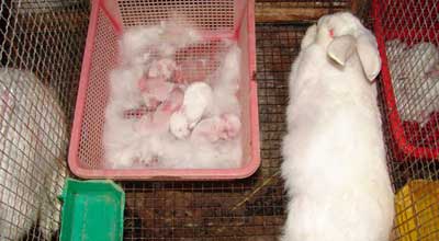 Hướng dẫn quy trình kỹ thuật nuôi thỏ sinh sản