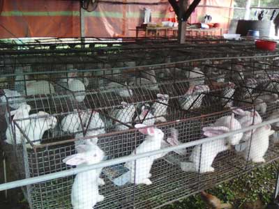 Hướng dẫn quy trình kỹ thuật nuôi thỏ sinh sản, trang trại cung cấp thỏ giống, trang trại cung cấp thỏ thương phẩm